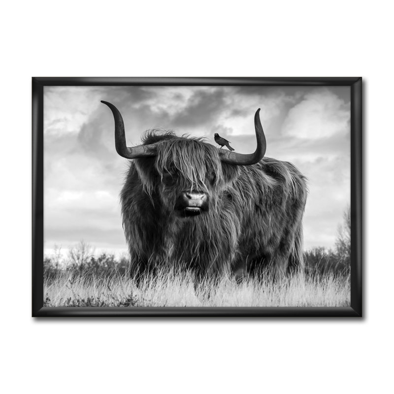 East Urban Home 'Longhaired Scottish Bull' Picture Frame Print on
